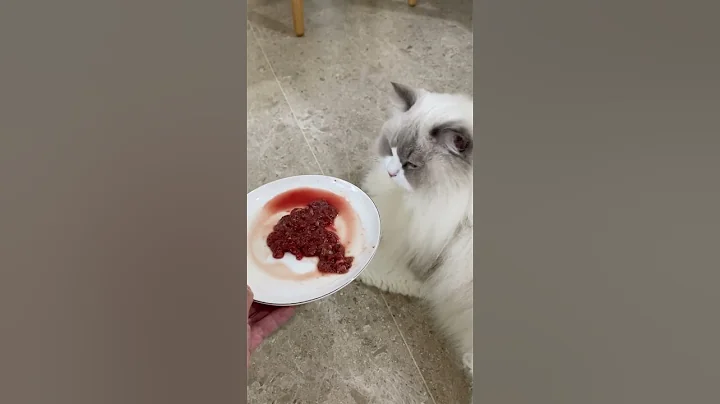 Watch the video about Bye the Unfavourable Meal😂#cat #ragdollkittens #pets #ragdolls #cute #catlover #ragdoll