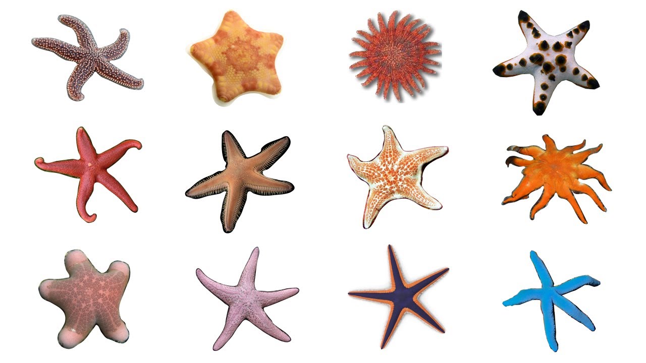 ⭐ 12 Starfish Species | Types Of Sea Stars #Starfish #seastars - YouTube