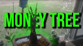 Money Tree Bonsai  Clump Style  Defoliation and Pruning  August 2021