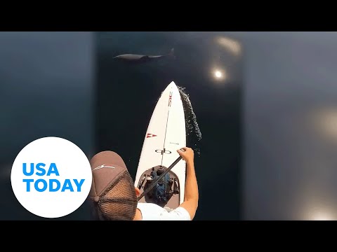 Paddleboarder joined by majestic dolphins off the coast of California | USA TODAY