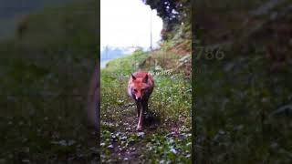 লোভী শিয়াল ও ঢোল wildlife youtubeshorts shortvideo wildanimals animals