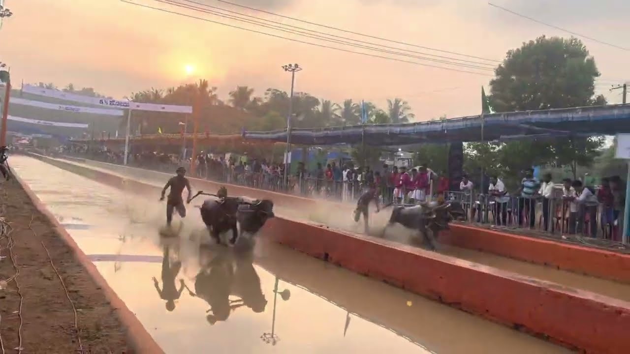 Kambla Nayerda Yelya Final Hokkadigoli Sanath Kumar Shetty V/s D Vedavyas Kamatherna
