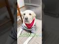 ワンコん犬生、しょんなかこつも多かばってんお父さんの笑顔ば見るだけで幸せンあふれるとです💓