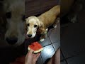 Спаниелька говорит - хочу арбузик 🍉🐕🥰