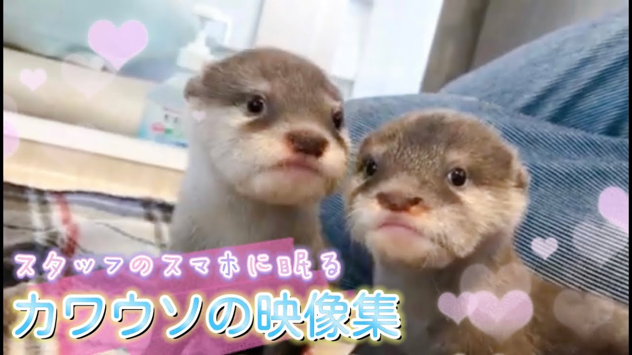 可愛すぎる❤️カワウソ4匹セット❤️苔リウムなどに カワウソ】カワウソ映像集第2弾！飼育員のスマホに眠るかわいい