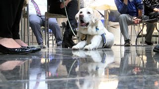 A four-legged courtroom companion celebrates his birthday