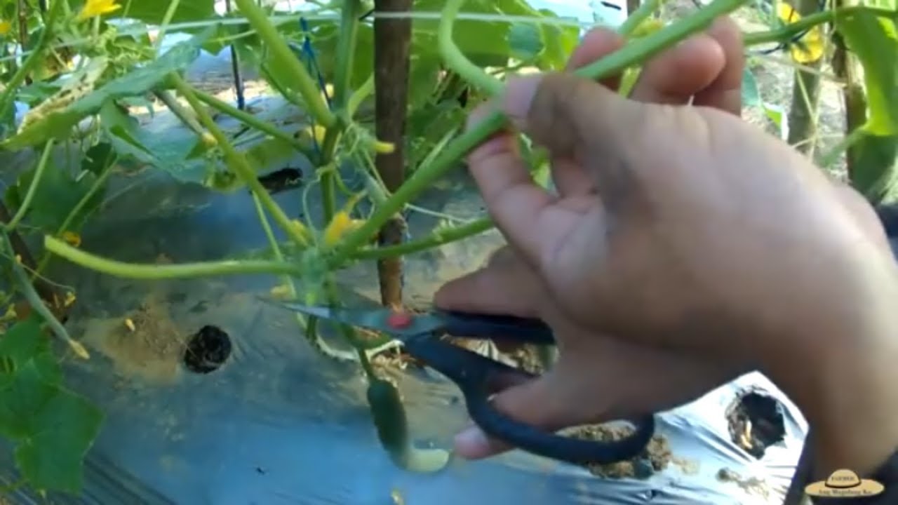 Pruning technique sa Pipino para Uniform at maraming bunga. (Japanese Cucumber type)