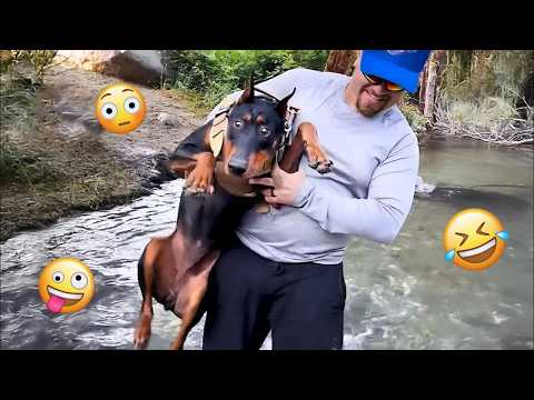 You Will Die Laughing At These Dogs 🐶 Best Animal Video Compilation You Can’t Miss 🤣 #107