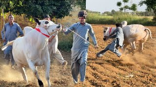 Aggressive Fatehjangi Bull 2026