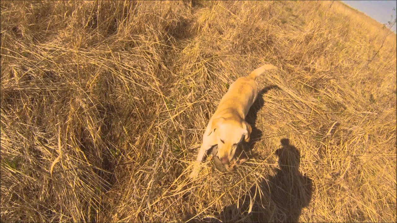 Grand Master Pointing Retriever, MPR, CPR Moua’s A