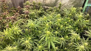 D21F Tropicana Banana, Dos-Si-Dos 33, Purple Punch, Orange Sherbert, Blackberry OG CBD - Cannabis