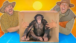 Whats in the Box CHALLENGE! (LIVE ANIMALS) SAFARI EDITION Whats in the Box CHALLENGE! (LIVE ANIMALS) SAFARI EDITION