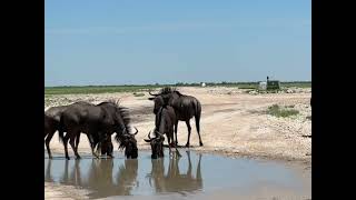 When you see buffalo’s #animals #buffalo #shorts #gosubscribe #subscribe