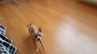 Köpeğim Badi Saklambaç Oynuyor (Dog Chihuahua Buddy Şivava)