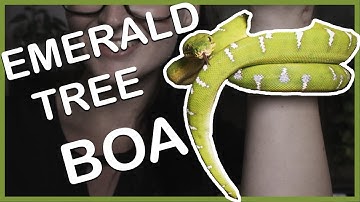 THE EMERALD TREE BOA (a living piece of art)
