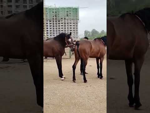 Horse Mating