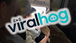 Download Lagu Lama leert man een lesje || ViralHog MP3 Download Lagu Lama leert man een lesje || ViralHog MP3