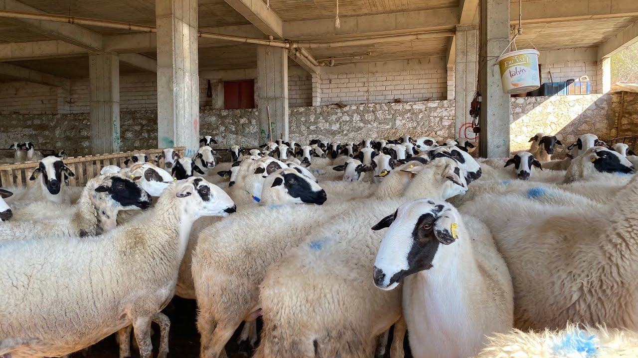 KARYA KOYUNU VERİM ÖZELİĞİ
