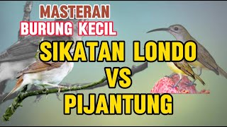 Suara burung sikatan londo vs pijantung | Masteran burung Kecil mewah