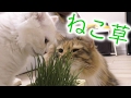 猫に草食べさせてみた