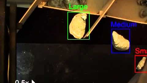 Smart Vision Works   Automated Oyster Size Sorting