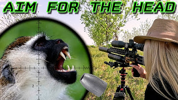 Aim for the head | Culling Problem Monkeys | FX Impact M4 Extended | 34gr VCA Hunter Slugs | Pests