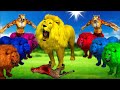 रंगीन शेरो की खाल में शैतान बाघ मानव और राजा गोल्डन शेर शेर बचाव | The Colourful Lions ki kahaniya
