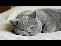 Любимые места для сна и поведение БРИТАНСКОГО кота Гарри/British Cat