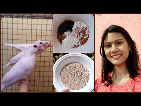 Cheapest Grit For Java Bird || Homemade Grit For Java Bird