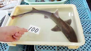 朝市のはじっこで生きてるサメが100円で売ってたので買ってみた。
