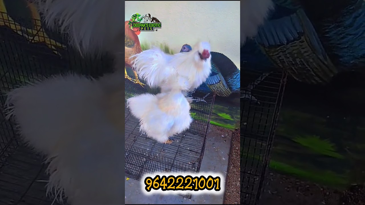 "American Silky Hens – The Ultimate Backyard Companion!" Deepak's exotic pets 