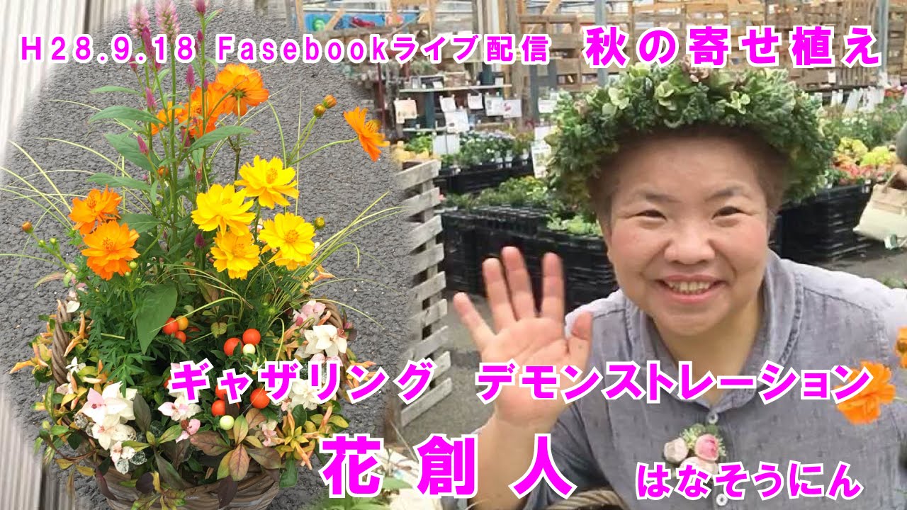 キバナコスモスやカラーリーフで秋の寄せ植えギャザリングの作り方 