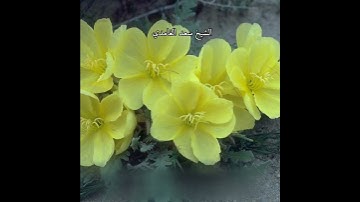 { وَتَحْسَبُهُمْ أَيْقَاظًا وَهُمْ رُقُودٌ } الشيخ سعد الغامدي حالات واتساب تلاوه خاشعه