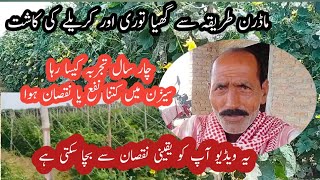 Vegetable farming in Pakistan // ghiya tori ki kasht // karele ki kasht // modern vegetable farming