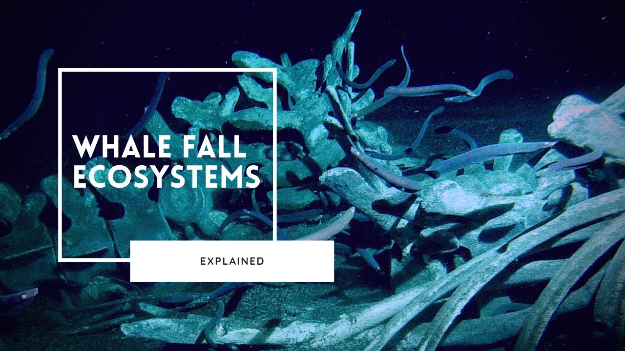 The Stages of Whale Decomposition
