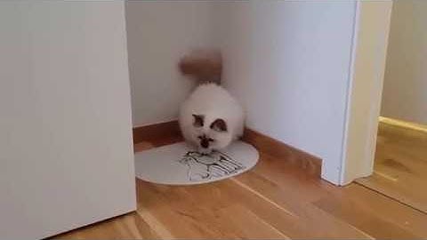Embla gets the zoomies || Odin & Embla the Birman kittens