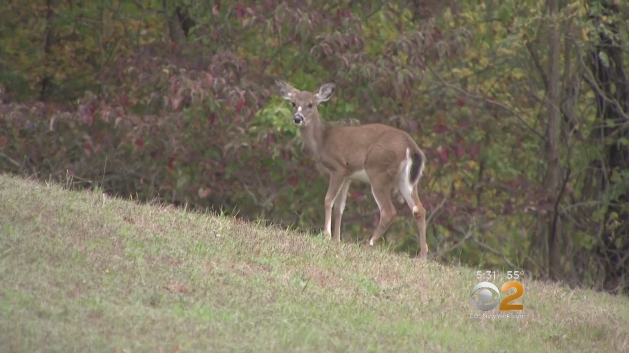 Smithtown Residents Complain About Deer Hunter