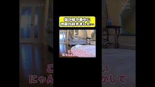 猫の留守番中に地震が起きました…#猫 #おもしろ #アテレコ #ニャンチューバーつくし｜ニャンチューバーつくし 【関西弁でしゃべる猫】