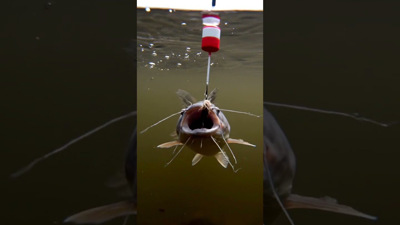 🤯 CRAZY Fish Bites Bait! 🎣 You Won't BELIEVE What Happened! #18