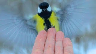 Tit Birds Hand Feeding in Light Snowfall [4K] Great and Blue Tits