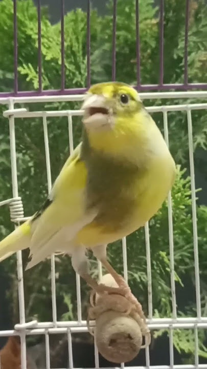 canary birds | canary calling female | canary singing | canario canto | kanari