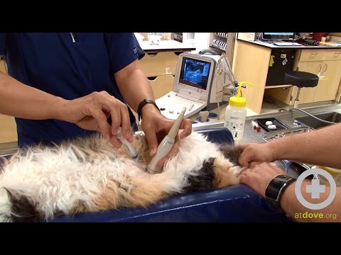 Video: Tietoja Dog Fine Needle Aspirationista