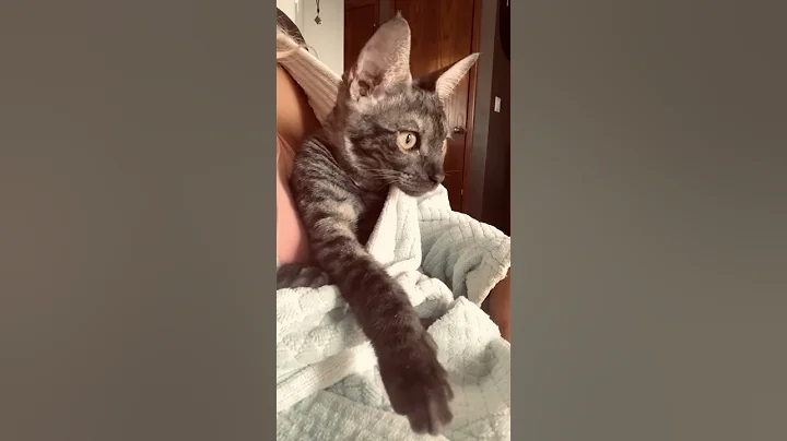 Video 996511: savannah cat cuddling, savannah kitten, sweet savannah, colour cat