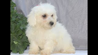 Bichon Frise Puppies for Sale