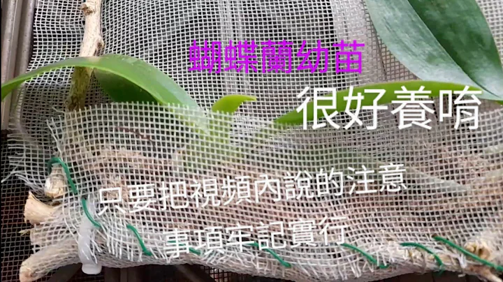 蝴蝶兰幼苗之养护＆上板注意事项 #蝴蝶兰#幼苗 - 天天要闻