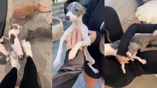 Kylie Jenner Shows all her Dogs and Puppies