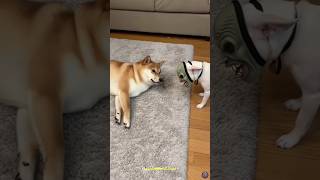 😂🐶 Wake up Prank! 😈 일어났는데 괴물이?! #funny #shorts #dog #dogshorts #laugh #reels #animals #humor #prank