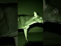 #chupacabra #nightvision #hiddencamera #creature
