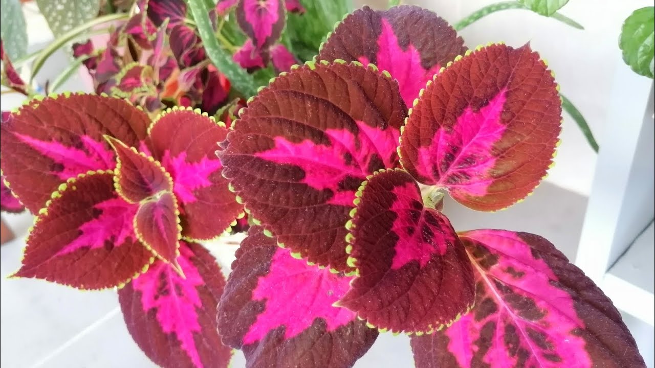 YAPRAK GÜZELİ ÇİÇEĞİ BAKIMI HASTALIKLARI VE ÇOĞALTIMI#yaprakgüzeliçiçeği #EVÇİÇEĞİ #ÇİÇEKBAKIMI