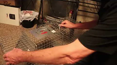 How to use Little Giant Live Trap